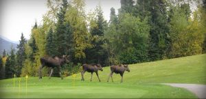 Anchorage Golf Course - Green Fee - Tee Times