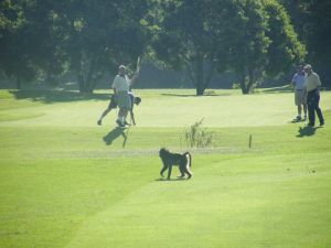 Plettenberg Bay Golf Course - Green Fee - Tee Times